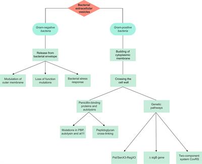 Bacterial extracellular vesicles and their novel therapeutic applications in health and cancer